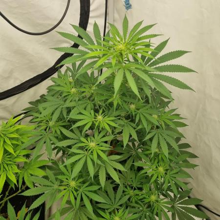 FÜNF FINGER Grow Cup