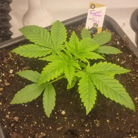 FÜNF FINGER Grow Cup