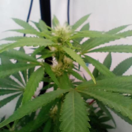 FÜNF FINGER Grow Cup