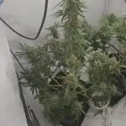 FÜNF FINGER Grow Cup