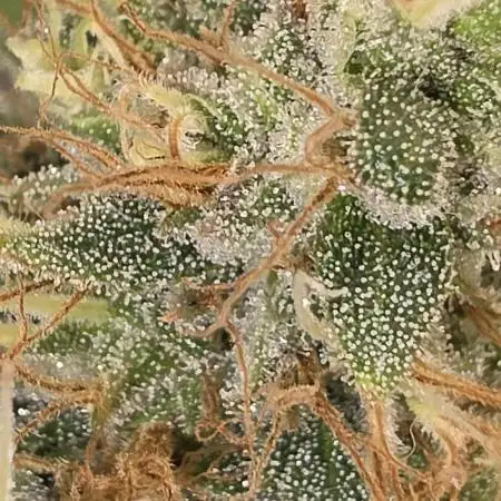 FÜNF FINGER Grow Cup