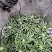 Sour Moose- Grow #3
