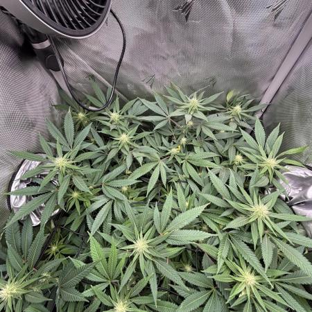 Sour Moose- Grow #3