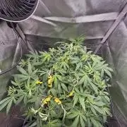 Sour Moose- Grow #3