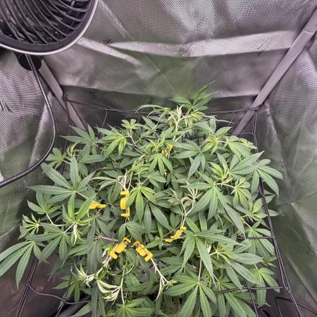 Sour Moose- Grow #3