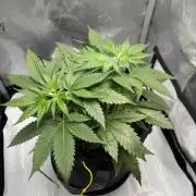 Sour Moose- Grow #3