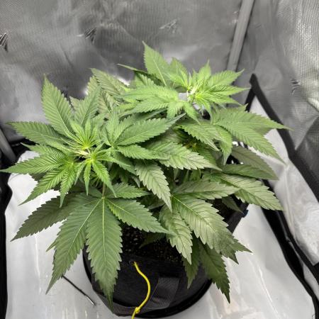 Sour Moose- Grow #3