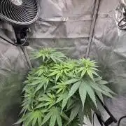 Sour Moose- Grow #3