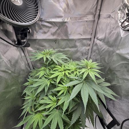 Sour Moose- Grow #3