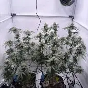 Polar Gelato 🍧