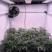 Coolio #17