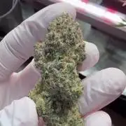 Polar Gelato 🍧