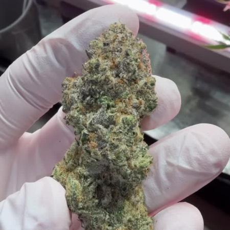 Polar Gelato 🍧