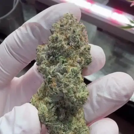 Polar Gelato 🍧