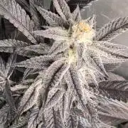 Krumme-Gurken Mini grow