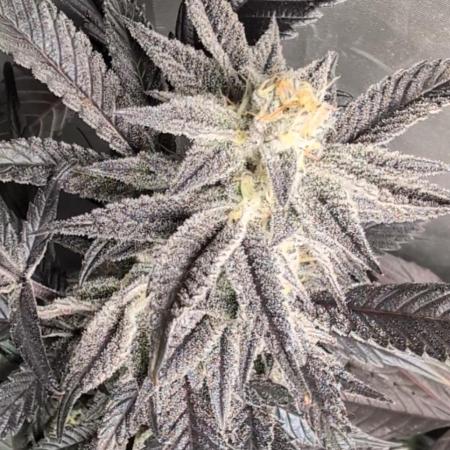 Krumme-Gurken Mini grow