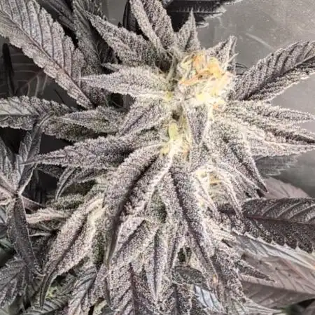 Krumme-Gurken Mini grow