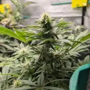 Krumme-Gurken Mini grow