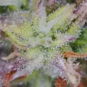 Grow#3 :)