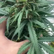 Grow#3 :)