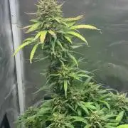 Grow#3 :)