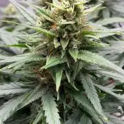 Grow#3 :)