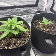 Grow#3 :)