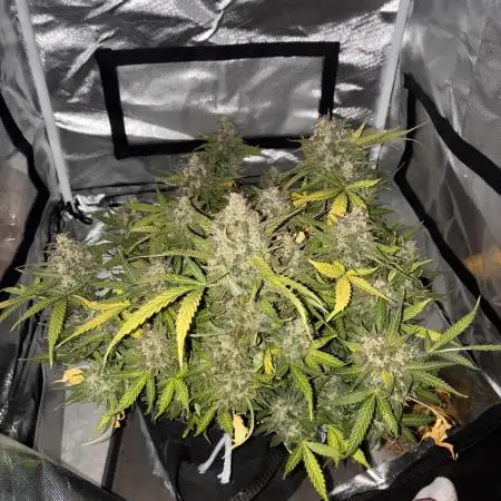 Second grow
