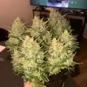 Grow#3 :)