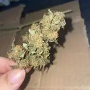First grow