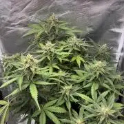 Second grow
