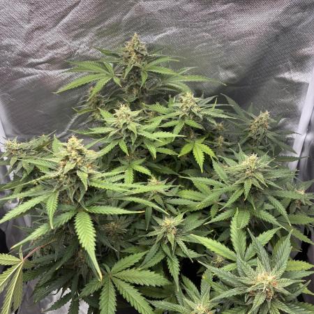 Second grow