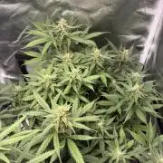 Second grow