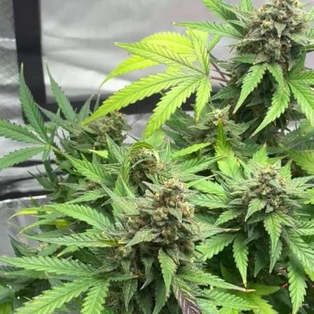Second grow