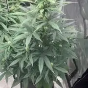 Grow#3 :)