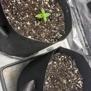 Grow#3 :)