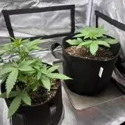 Grow#3 :)