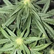 Grow#3 :)