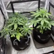 Grow#3 :)