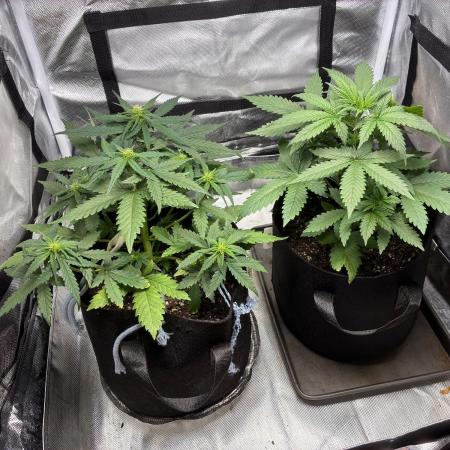Grow#3 :)
