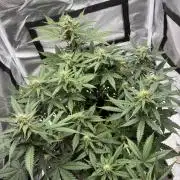 Second grow