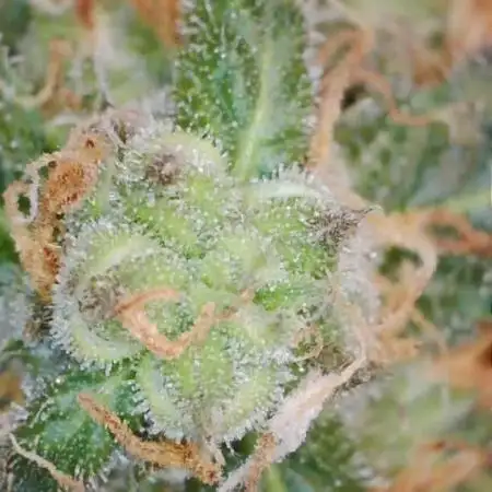 First grow