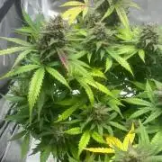 Second grow