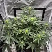 Second grow
