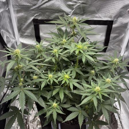 Second grow