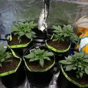 Phil’s 42fastbuds auto RF3 mix pack