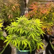 Phil’s 42fastbuds auto RF3 mix pack
