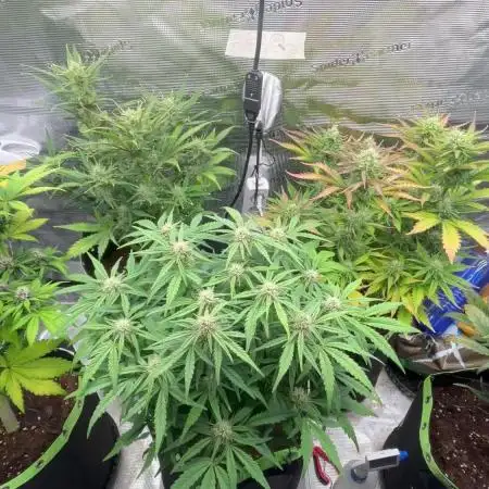 Phil’s 42fastbuds auto RF3 mix pack