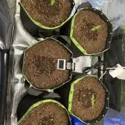 Phil’s 42fastbuds auto RF3 mix pack