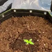 Phil’s 42fastbuds auto RF3 mix pack